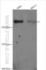 PTPN13 Antibody in Western Blot (WB)