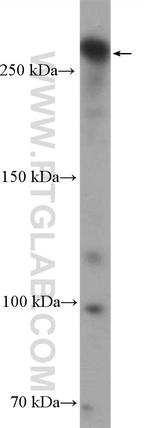 PTPN13 Antibody in Western Blot (WB)