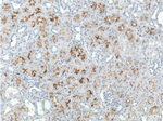 XPNPEP2 Antibody in Immunohistochemistry (Paraffin) (IHC (P))
