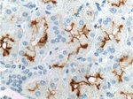 XPNPEP2 Antibody in Immunohistochemistry (Paraffin) (IHC (P))