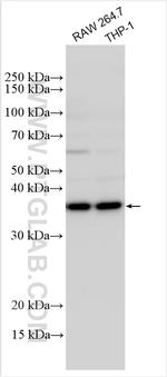 HARBI1 Antibody in Western Blot (WB)