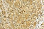 GlyT2 Antibody in Immunohistochemistry (Paraffin) (IHC (P))