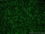 GlyT2 Antibody in Immunohistochemistry (PFA fixed) (IHC (PFA))