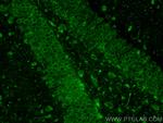 GlyT2 Antibody in Immunohistochemistry (PFA fixed) (IHC (PFA))