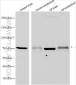 GlyT2 Antibody in Western Blot (WB)