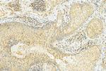 MFG-E8 Antibody in Immunohistochemistry (Paraffin) (IHC (P))