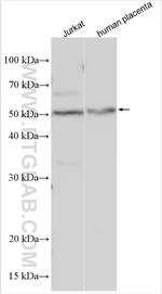 MFG-E8 Antibody in Western Blot (WB)