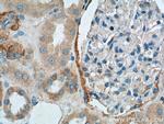 C20orf3 Antibody in Immunohistochemistry (Paraffin) (IHC (P))