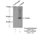 C20orf3 Antibody in Immunoprecipitation (IP)