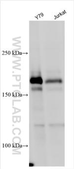 ZNF644 Antibody in Western Blot (WB)
