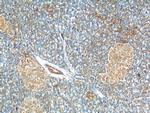 C11orf80 Antibody in Immunohistochemistry (Paraffin) (IHC (P))