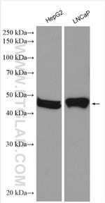 SLC19A1 Antibody in Western Blot (WB)