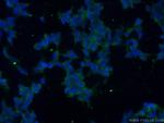 Icln Antibody in Immunocytochemistry (ICC/IF)