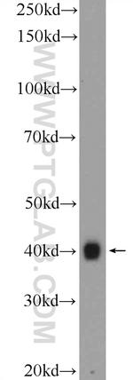 Icln Antibody in Western Blot (WB)