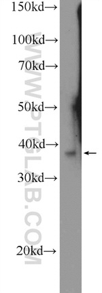 Icln Antibody in Western Blot (WB)
