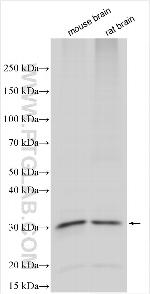 Repetin Antibody in Western Blot (WB)