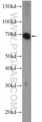 RCOR3 Antibody in Western Blot (WB)