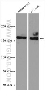 NRAP Antibody in Western Blot (WB)