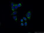 FAM120C Antibody in Immunocytochemistry (ICC/IF)
