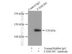 FAM120C Antibody in Immunoprecipitation (IP)