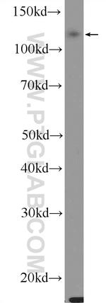 FAM120C Antibody in Western Blot (WB)