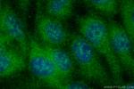 DEM1/EXO5 Antibody in Immunocytochemistry (ICC/IF)