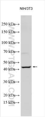 DEM1/EXO5 Antibody in Western Blot (WB)