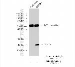 ZNF580 Antibody in Immunoprecipitation (IP)