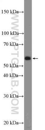 C4orf18 Antibody in Western Blot (WB)