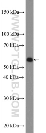 C4orf18 Antibody in Western Blot (WB)