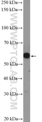 C4orf18 Antibody in Western Blot (WB)