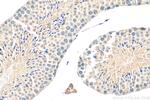 GPR148 Antibody in Immunohistochemistry (Paraffin) (IHC (P))