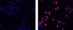 Goat anti-Rat IgG (H+L) Secondary Antibody, TRITC, eBioscience™