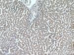 NDUFAF4 Antibody in Immunohistochemistry (Paraffin) (IHC (P))
