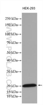 NDUFAF4 Antibody in Western Blot (WB)