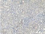 BRAP Antibody in Immunohistochemistry (Paraffin) (IHC (P))
