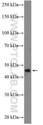 BRAP Antibody in Western Blot (WB)