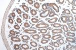 SLIRP Antibody in Immunohistochemistry (Paraffin) (IHC (P))