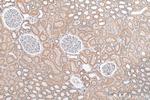 SLIRP Antibody in Immunohistochemistry (Paraffin) (IHC (P))