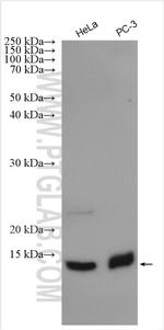 SLIRP Antibody in Western Blot (WB)