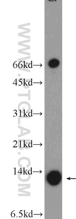 SLIRP Antibody in Western Blot (WB)