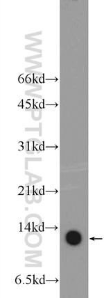 SLIRP Antibody in Western Blot (WB)