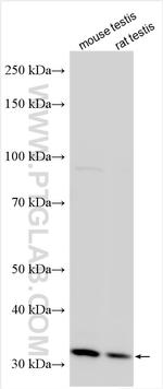 PRDM8 Antibody in Western Blot (WB)