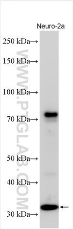 PRDM8 Antibody in Western Blot (WB)