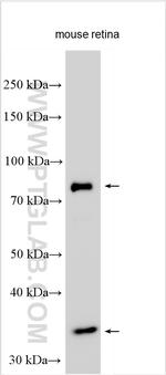 PRDM8 Antibody in Western Blot (WB)