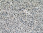 RNF128 Antibody in Immunohistochemistry (Paraffin) (IHC (P))