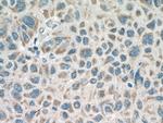 RNF128 Antibody in Immunohistochemistry (Paraffin) (IHC (P))