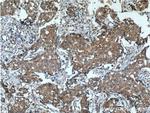 KIAA0090 Antibody in Immunohistochemistry (Paraffin) (IHC (P))