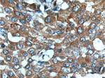 KIAA0090 Antibody in Immunohistochemistry (Paraffin) (IHC (P))