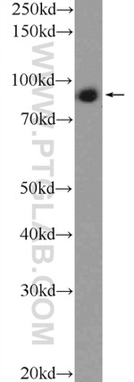 C2orf3 Antibody in Western Blot (WB)